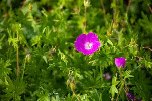 geranium sang. 'elsbeth' P9 - afbeelding 2