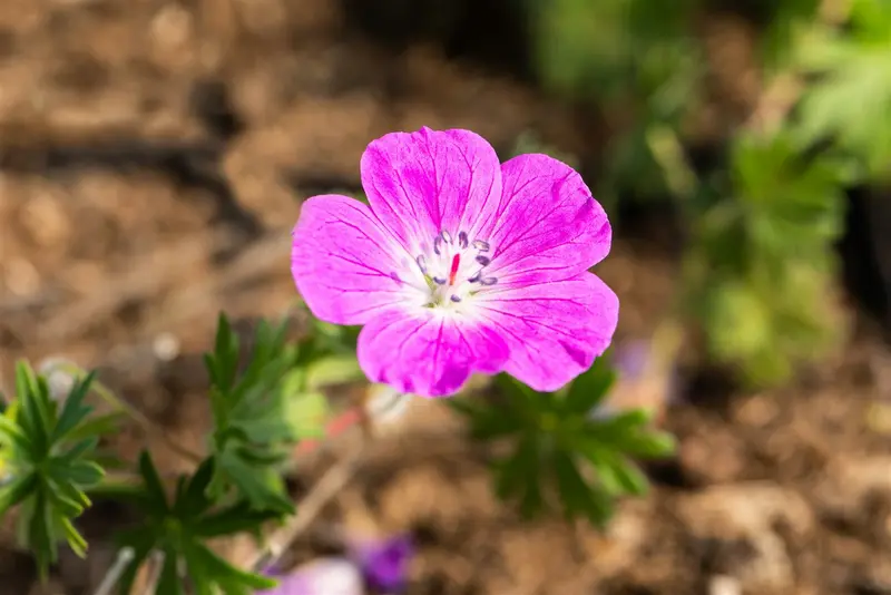 geranium sang. 'elsbeth' P9 - afbeelding 1