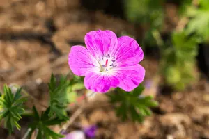 geranium sang. 'elsbeth' P9 - afbeelding 1