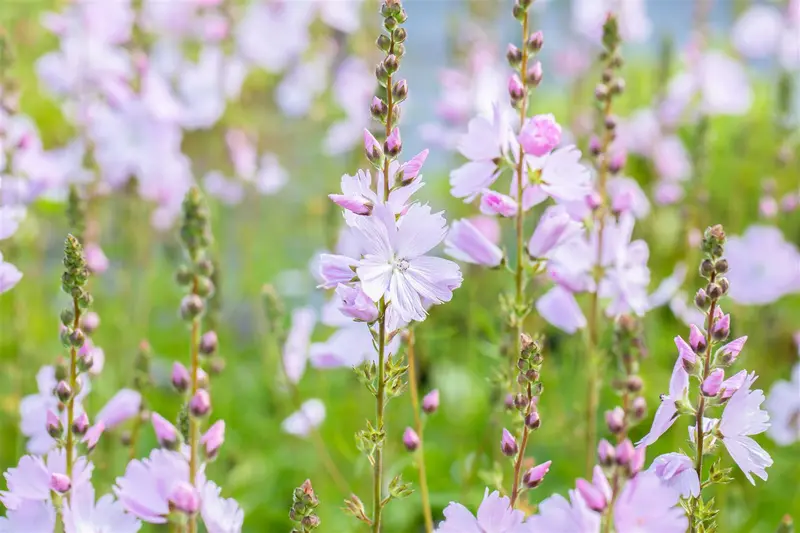 sidalcea hybr. 'elsie heugh' P9 - afbeelding 1