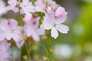 sidalcea hybr. 'elsie heugh' P9 - afbeelding 2