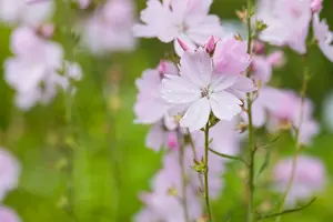 sidalcea hybr. 'elsie heugh' P9 - afbeelding 3