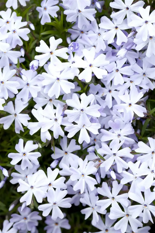 phlox (s) 'emerald cushion blue' P11 - afbeelding 1