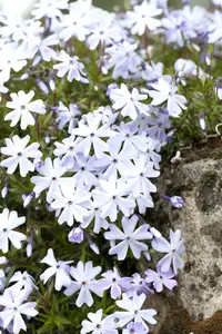 phlox (s) 'emerald cushion blue' P11 - afbeelding 2