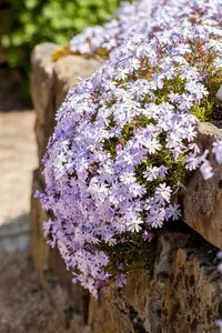 phlox (s) 'emerald cushion blue' P11 - afbeelding 5