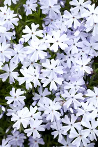 phlox (s) emerald cushion blue P10.5 - afbeelding 1