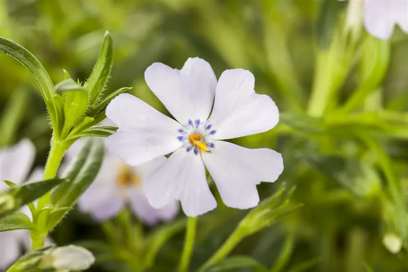 phlox (s) 'emerald cushion blue' P11 - afbeelding 3