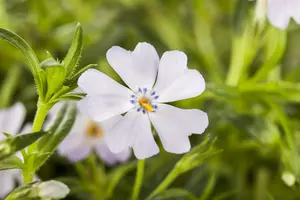 phlox (s) emerald cushion blue P10.5 - afbeelding 3