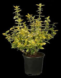 euonymus fort. 'em. 'n gold' P9 - afbeelding 3