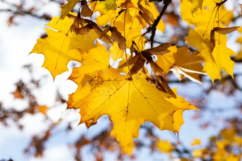 acer plat. 'emerald queen' 12/14 C