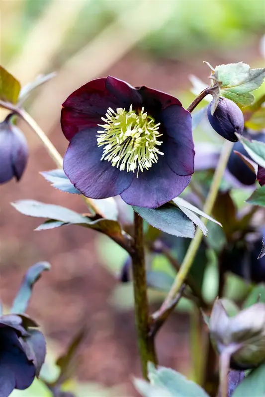 helleborus nigercors 'emma' P9 - afbeelding 3