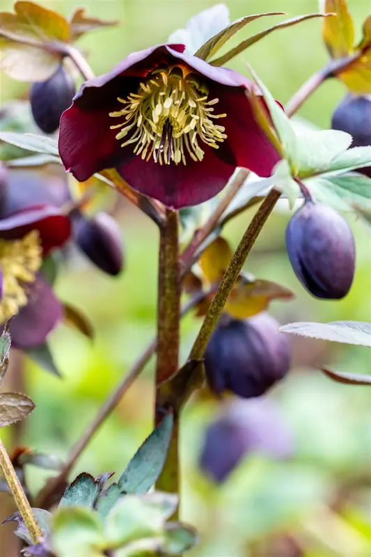 helleborus nigercors 'emma' P9 - afbeelding 4