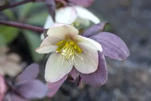 helleborus nigercors 'emma' P9 - afbeelding 1