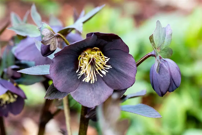 helleborus nigercors 'emma' P9 - afbeelding 2