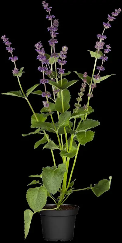 salvia vert. 'endless love'® P9