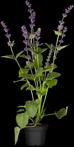 salvia vert. 'endless love'® P9