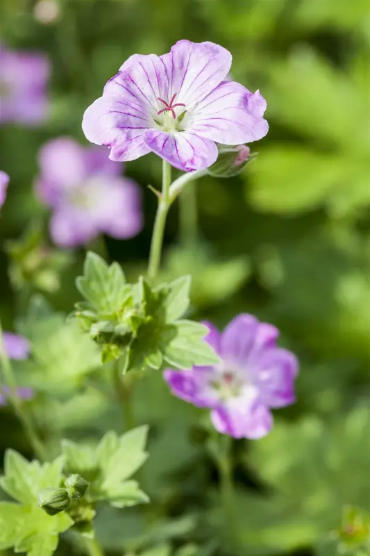 geranium endressii P11 - afbeelding 1