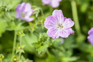 geranium endressii P11 - afbeelding 2