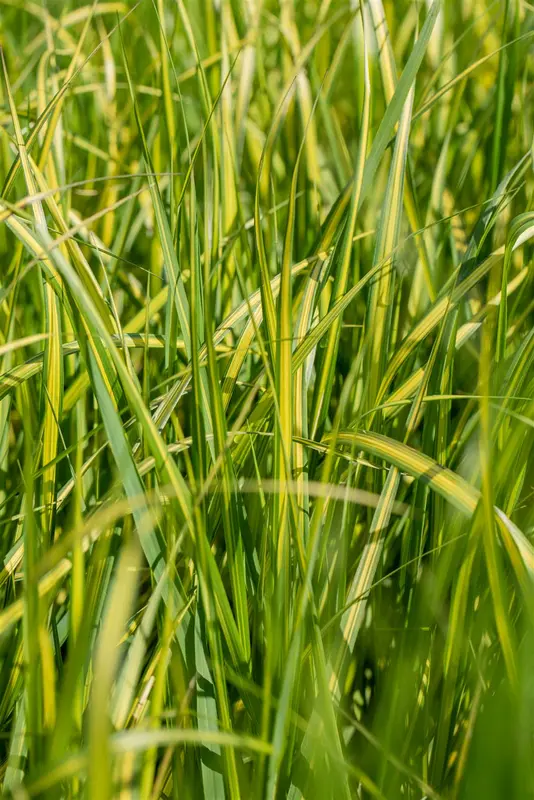 calamagrostis acut. 'england' P9 - afbeelding 2