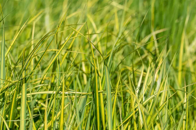 calamagrostis acut. 'england' P9 - afbeelding 1