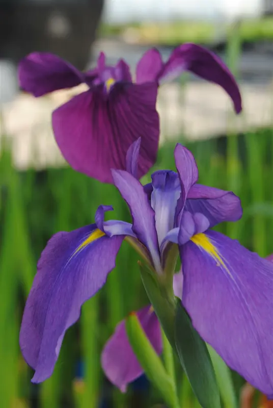 iris ensata ( kaempferi) P9