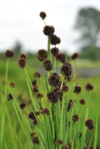 juncus ensifolius P11 - afbeelding 1