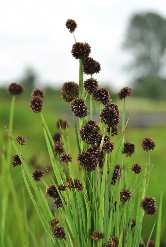 juncus ensifolius P9 - afbeelding 1