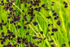 juncus ensifolius P9 - afbeelding 3