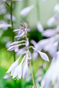 hosta hybr. 'undulata erromena' P9