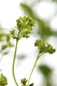 alchemilla erythropoda P9 - afbeelding 3