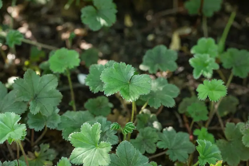 alchemilla erythropoda P11 - afbeelding 4