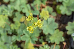 alchemilla erythropoda P11 - afbeelding 5