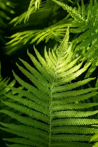 dryopteris erythrosora P11 - afbeelding 4