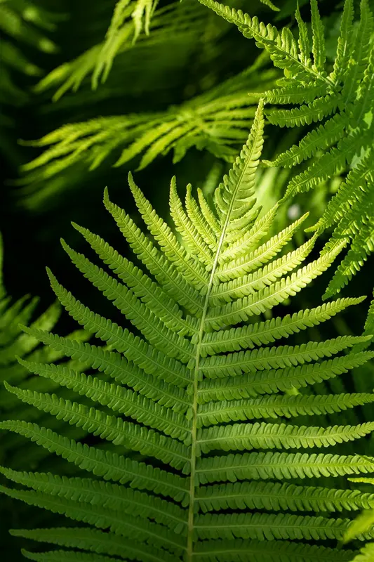 dryopteris erythrosora P9 - afbeelding 4