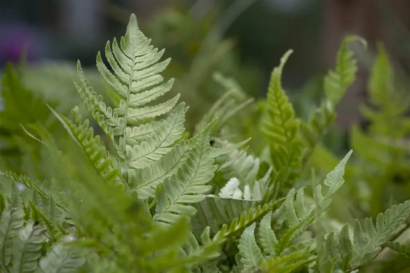 dryopteris erythrosora P11 - afbeelding 1