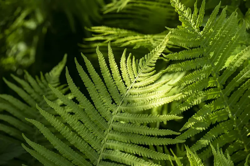 dryopteris erythrosora P11 - afbeelding 2