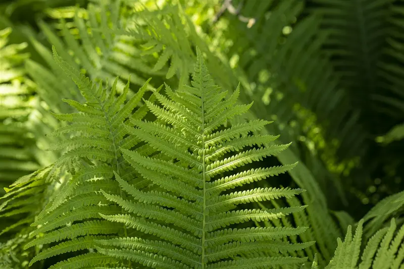 dryopteris erythrosora P11 - afbeelding 3