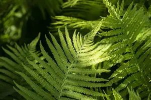 dryopteris erythrosora P9 - afbeelding 2