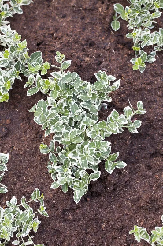 euonymus japonicus (25- 30cm) - afbeelding 5