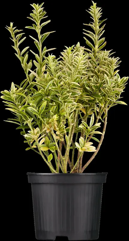 euonymus japonicus (25- 30cm) - afbeelding 2