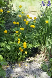 trollius europaeus P9 - afbeelding 1