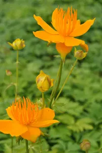 trollius europaeus P9 - afbeelding 2