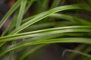 carex osh. 'everlime'® P9