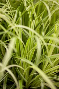 carex oshimensis p11 - afbeelding 1