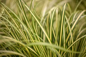 carex oshimensis p11 - afbeelding 4