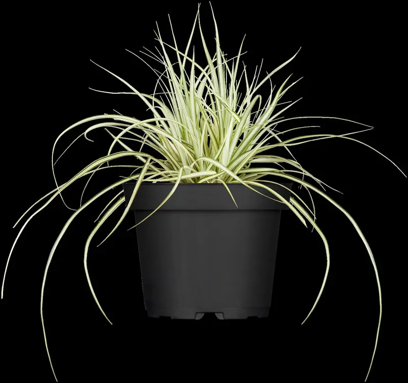 carex oshimensis p11 - afbeelding 5