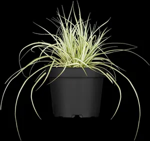 carex oshimensis p11 - afbeelding 5