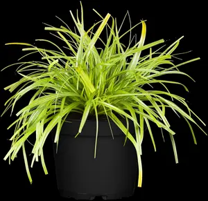 carex oshimensis evergreen p11