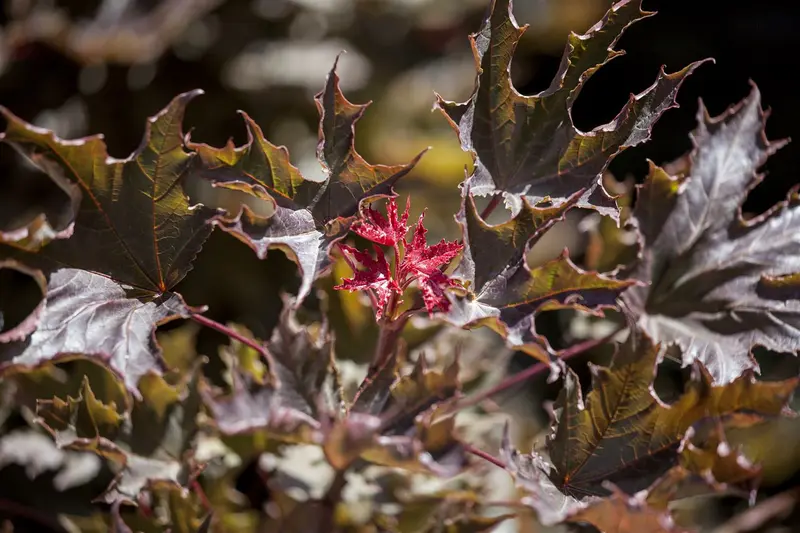 acer plat. 'faassen's black' (HOcm)