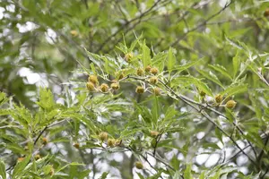 fagus sylv. 'aspleniifolia' (200-250 cm)